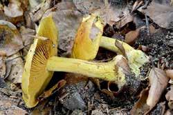 Svavelspindling Cortinarius splendens VU. 150 aktuella lokaler år 2010 och det totala antalet lokaler bedöms vara högst 400. Violgubbens utbredning i Sverige är östlig med tyngdpunkt i Uppland.