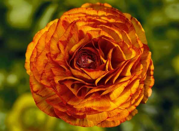 Viola 'Twix Orange' NEU
