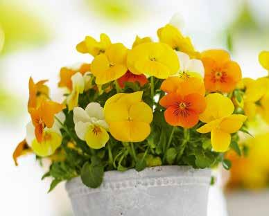 kombinerats med harmonierande blomfärger.