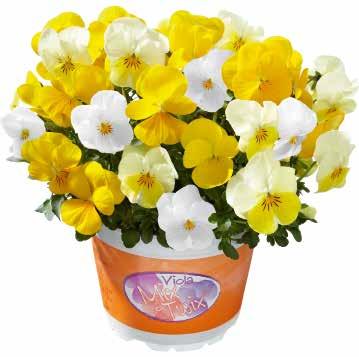 + Orange Yellow +