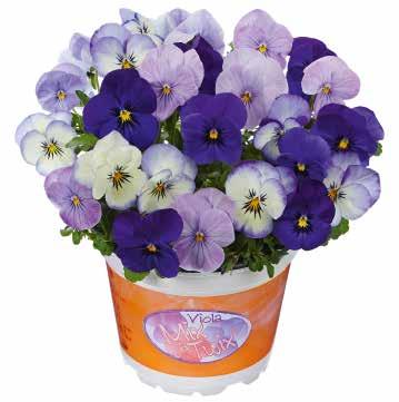 Blue Ice + Primrose