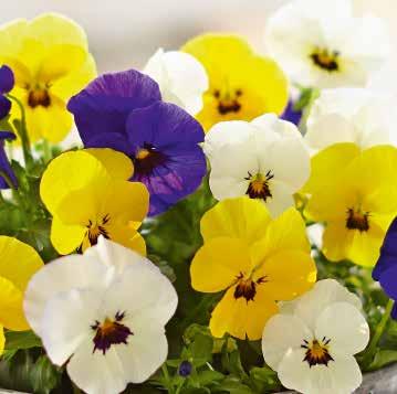 White + Yellow