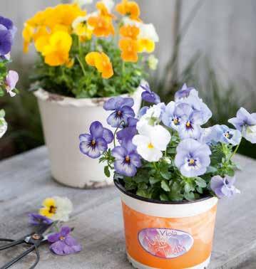 Primrose + Tangerine