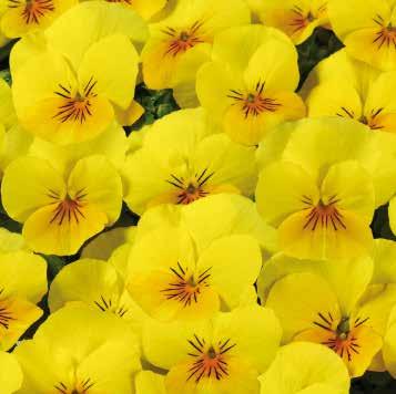 VIOLA Viola x cornuta Hornviol Sort 1300 VII-VIII/ VIII-IX Twix F1 Twix Special F1 Twix Power F1 Ice Babies F1 Classics Twix F1 P/9-10 P/9-10 18-20 7-10 4-5 Mycket tidig Tidig 2-5 2-5 (x) (x) 9-10