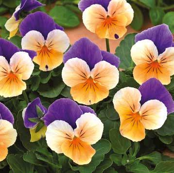 blommor på hösten eller våren Stora blommor på korta stjälkar Det breda färgspektrumet möjliggör kontrastrika planteringar Rikligt blommande hos slutkund 483000 Apricot Aprikosgul 483010 Apricot