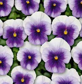 VIOLA 11