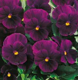 Primrose F1