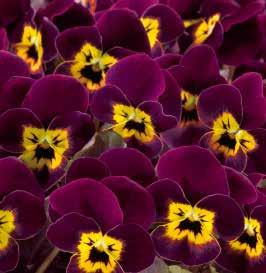Violet F1