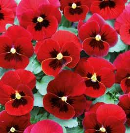 Rosy F1