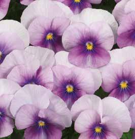 Violet Flare