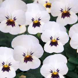 483225 Twix White