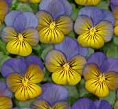 VIOLA 14 Classics Twix Special F1