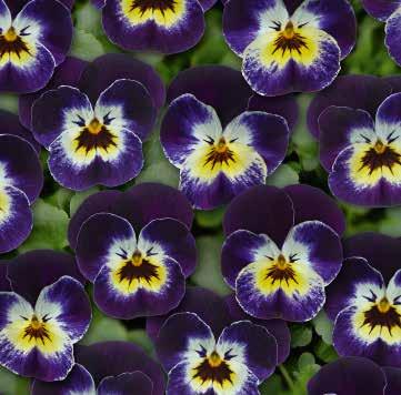 Wing F1 483389 Twix Special Orange Purple