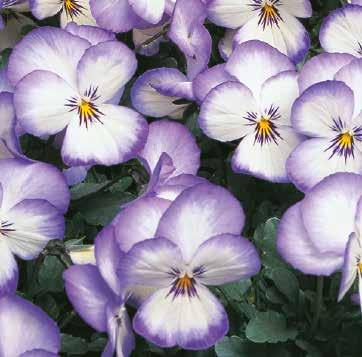 med röd vinge 483360 Lavender Yellow Face