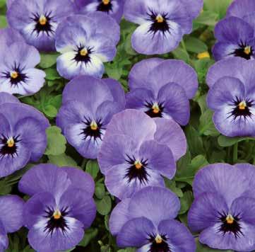 Swirl Ljusgul med violett kant 483375