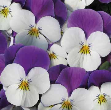 F1 483615 Twix Power Lavender Blue F1 483618