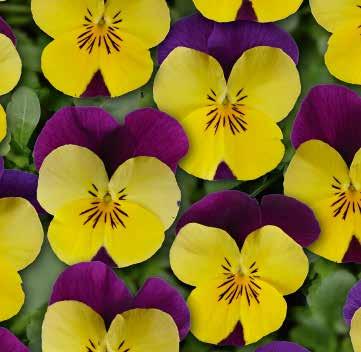 Lilac Wing F1 483650 Twix Power Yellow F1