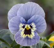 sig i lysande blomfärger Stabil, bred