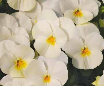 483618 Lemon Frost with Eye Ljusgul/vit med