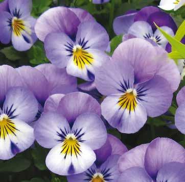 Purple Face Violett med vitt ansikte 483635