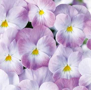 White P. W. 483616 Twix Pow.