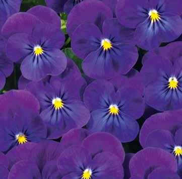 VIOLA 16 Ampel- och krukodling Ice Babies F1 Platt utbredd,