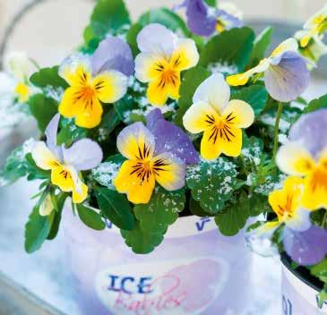 amplar Jämförelsevis mycket tidiga, stora blommor Mycket god