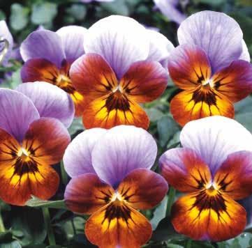 med ljusblå vingar 484025 Bronze Lavender Bronsfärgad med
