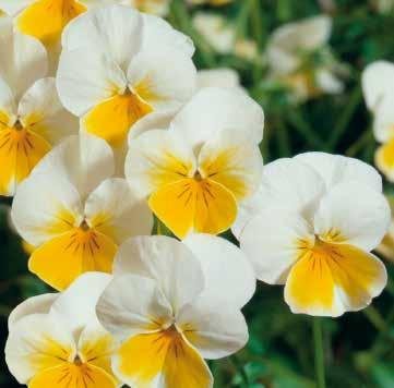nedre blomblad 484020 Ice Babies Blue with Yellow F1 484036
