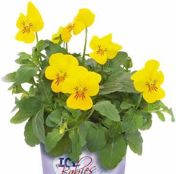 Yellow Gul 484036 Lilac Yellow Face Lila med gult ansikte