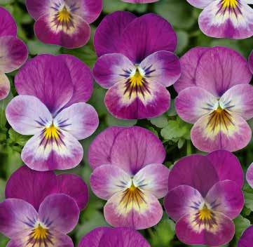 Wing Vit med violetta vingar 484068 Yellow Frost Gul med ljus