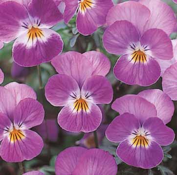 Viola 'Ice Babies ' marknadsförs inom