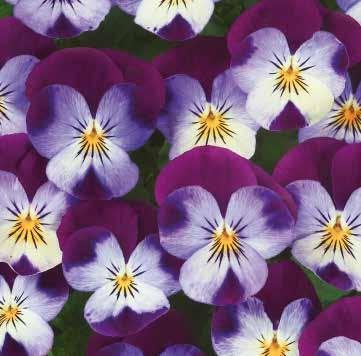 484065 Ice Babies White Purple Wing