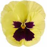 VIOLA Viola x wittrockiana Penséer 1500/3000* VII-VIII 18-20 7-10 4-5 *) Sådd med flera frön,