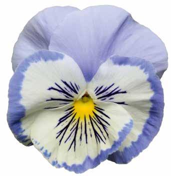 FÖRBÄTTRAD 485050 Carneva Early Fire F1 485145 True Blue Mellanblå 485150 Violet Face Violett med vitt