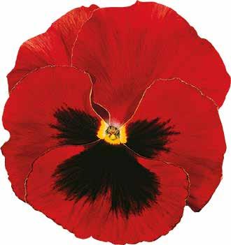 Scarlet with Blotch F1