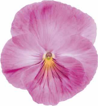 Pink F1 485145 Carneval