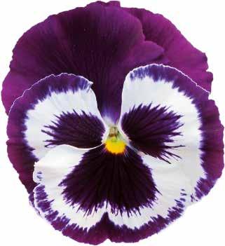 485155 Carneval Early White