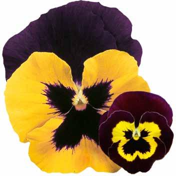 Carneval Early Yellow F1