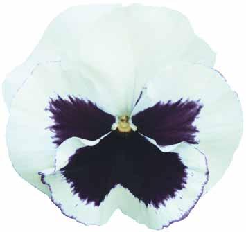 Gerbera Cyclamen Bienner