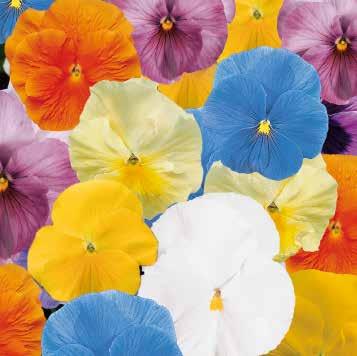 VIOLA Storblommig Carneval F1 Tidigt blommande toppserie För försäljning på våren och på hösten Stora, fasta blommor på korta stjälkar Kompakt, välförgrenad tillväxt