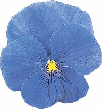VIOLA 21 485495