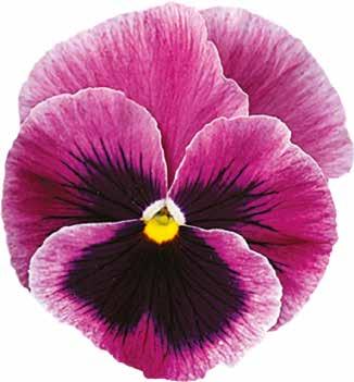 485590 Carneval Rose F1