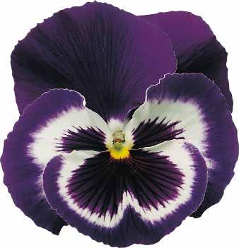 485620 Carneval Violet F1