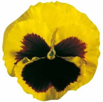 Primula Viola 485635
