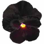 VIOLA 24 Storblommig Carneval Special F1 Speciella sorter Cats