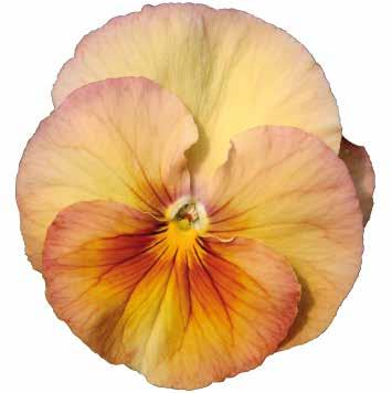färgspel 485710 Apricot Shades Aprikosa toner 485712 Black Svart