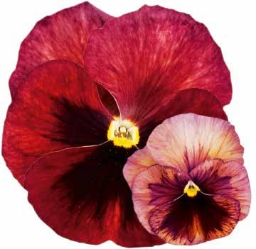 485735 Violet and Orange Violett med orange öga 485740 Yellow