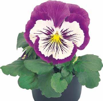 486780 Cats Purple and White F1 486785 Cats Red and