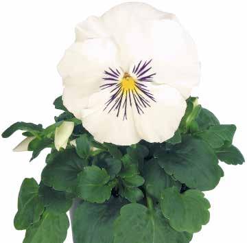 på hösten och våren Långvarig blomningstid för